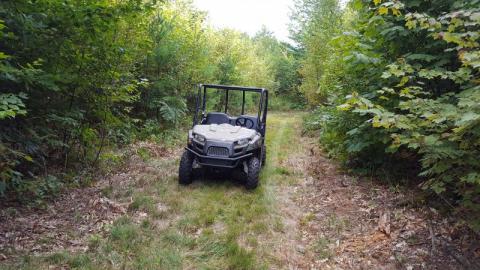 forest with trail