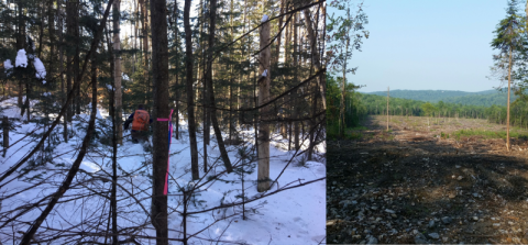 Forestry and harvest