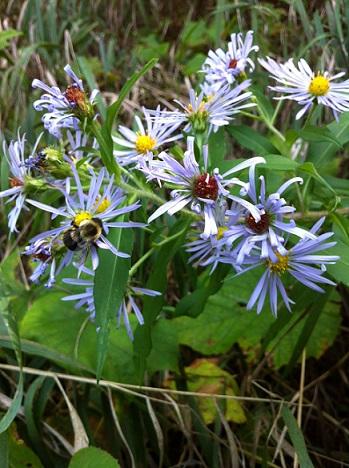 Flowers and bees