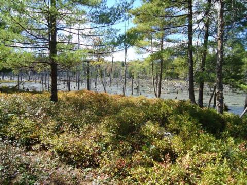 marshland