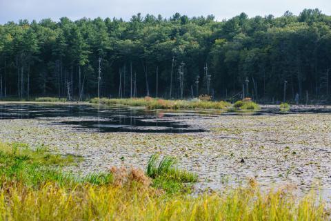 Marshy lake