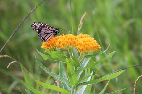 Monarch butterfly on flower