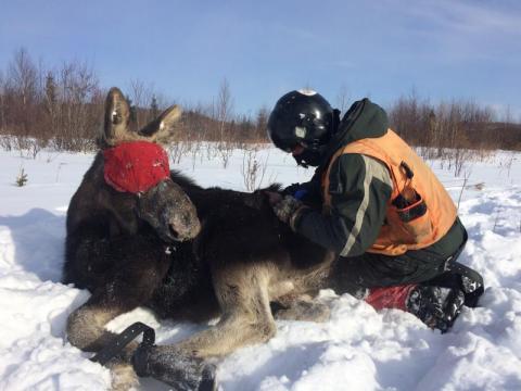 Moose and person in snow