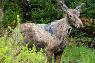 moose with ticks