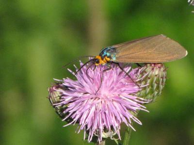 Moth on flower