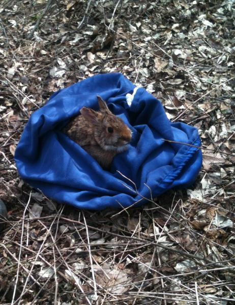 New England Cottontail Rabbit