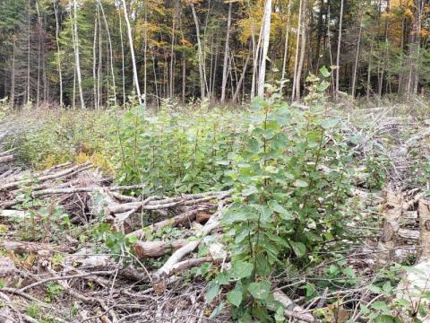 Regenerating aspen
