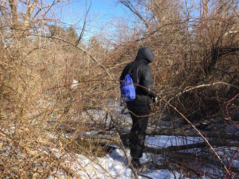 Melissa in rose thickets during winter