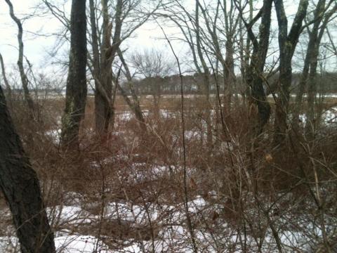 Shrubs in winter