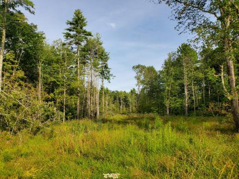 Split Rock wildlife clearing