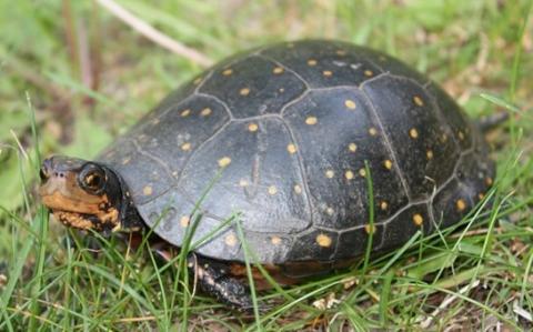 Spotted turtle