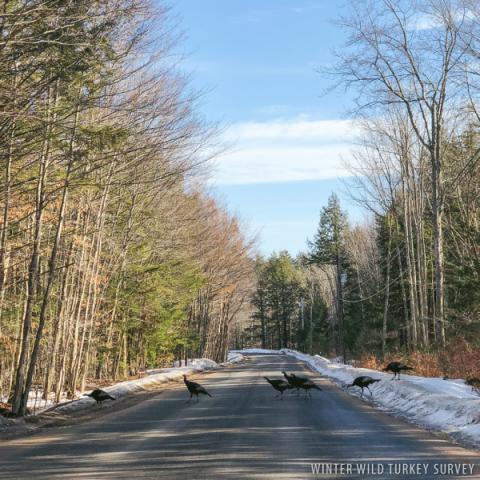Turkeys crossing the road