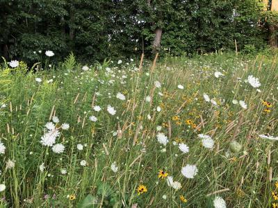 Unmowed area with flowers, grass, and weeds