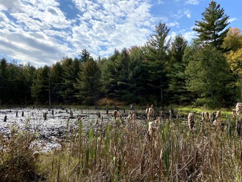 Wetlands