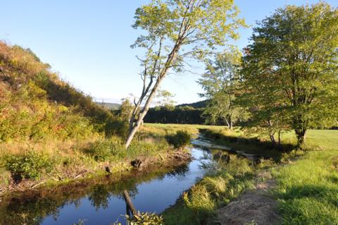 stream in the woods