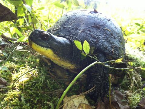 Blanding's Turtle