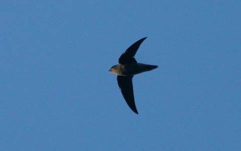 Chimney swift in flight.