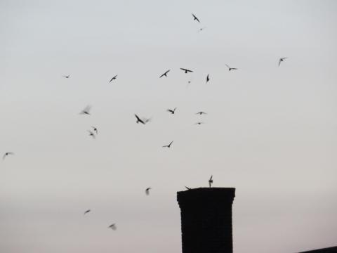 Chimney swifts flying into a chimney.