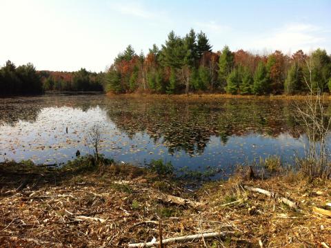 A view of the beaver pond in 2012.