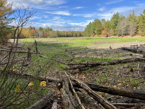 Current view of what had been Mill Pond, now a large, open, and grassy habitat.