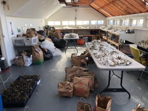 Bags of milkweed pods being processed