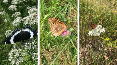 Admiral butterfly, Great spangled fritillary, and an American Copper butterfly