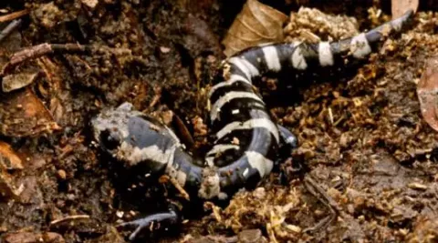 Marbled salamander