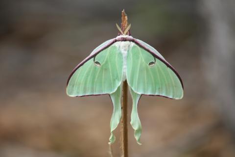 Luna moth