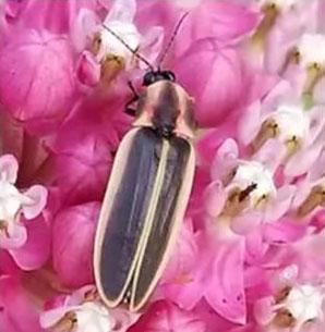 Firefly
