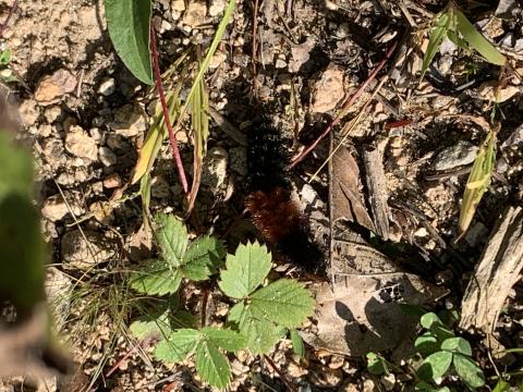 Woolly bear caterpillar
