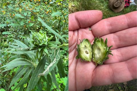 Gall and larva