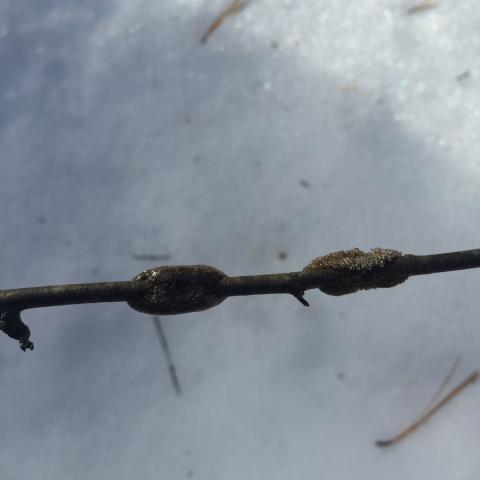 Tent caterpillar eggs