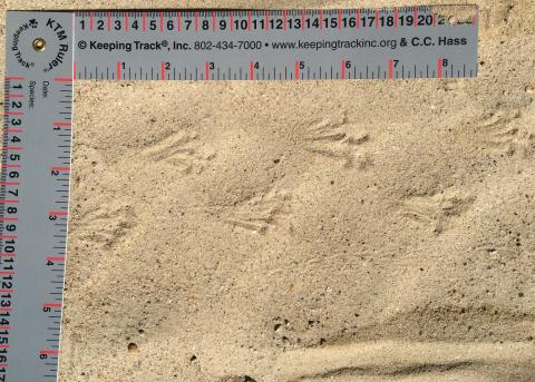 Toad tracks