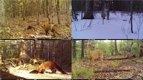 Red fox, bobcat, fisher, and deer captured by a motion-triggered camera in southeastern New Hampshire.