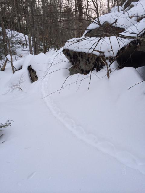 Porcupine trail in snow