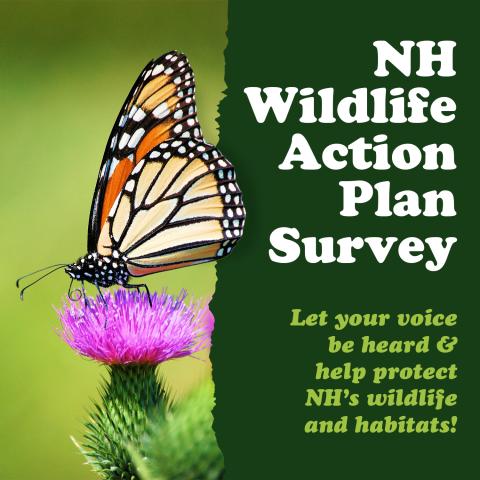 NH Wildlife Action Plan Survey graphic