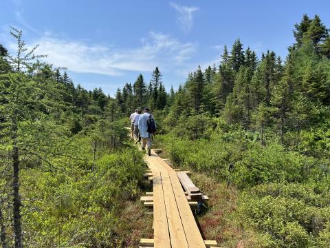 Volunteers explore New London's Philbrick-Cricenti Bog