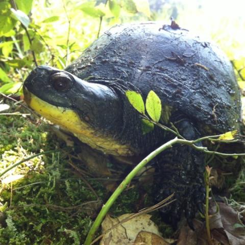 Blanding's turtle
