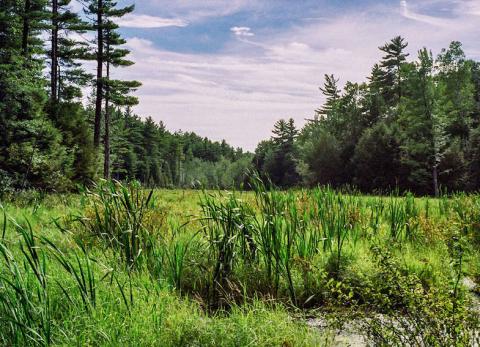 A wetland at Mulligan Forest in Nottingham, NH. [Photo by Emily Lord]