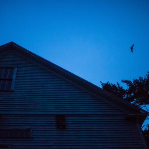 Bat flying over barn.