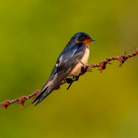 Barn swallow