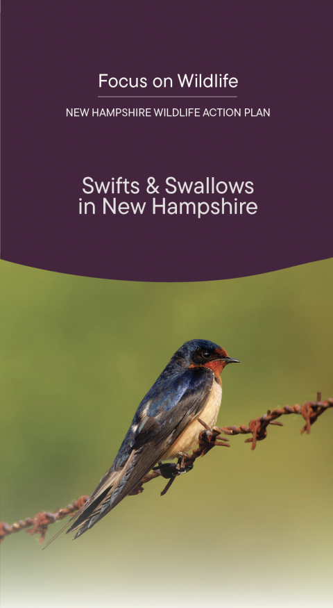 Swifts & Swallows in New Hampshire Brochure Cover