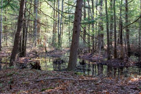 Vernal pool in fall