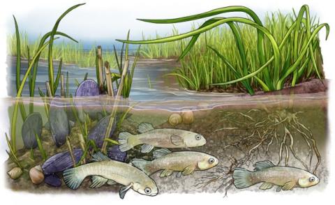 Saltmarsh habitat