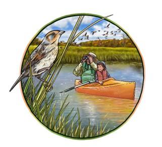 Kayaker birdwatching near the saltmarsh