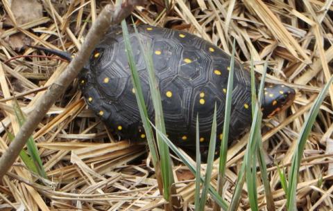 Spotted turtle