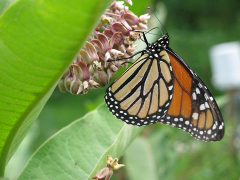 monarch butterfly on common milkweed