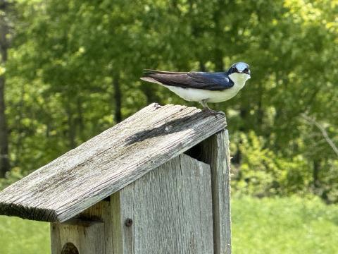 Tree swallow on a nest box. 